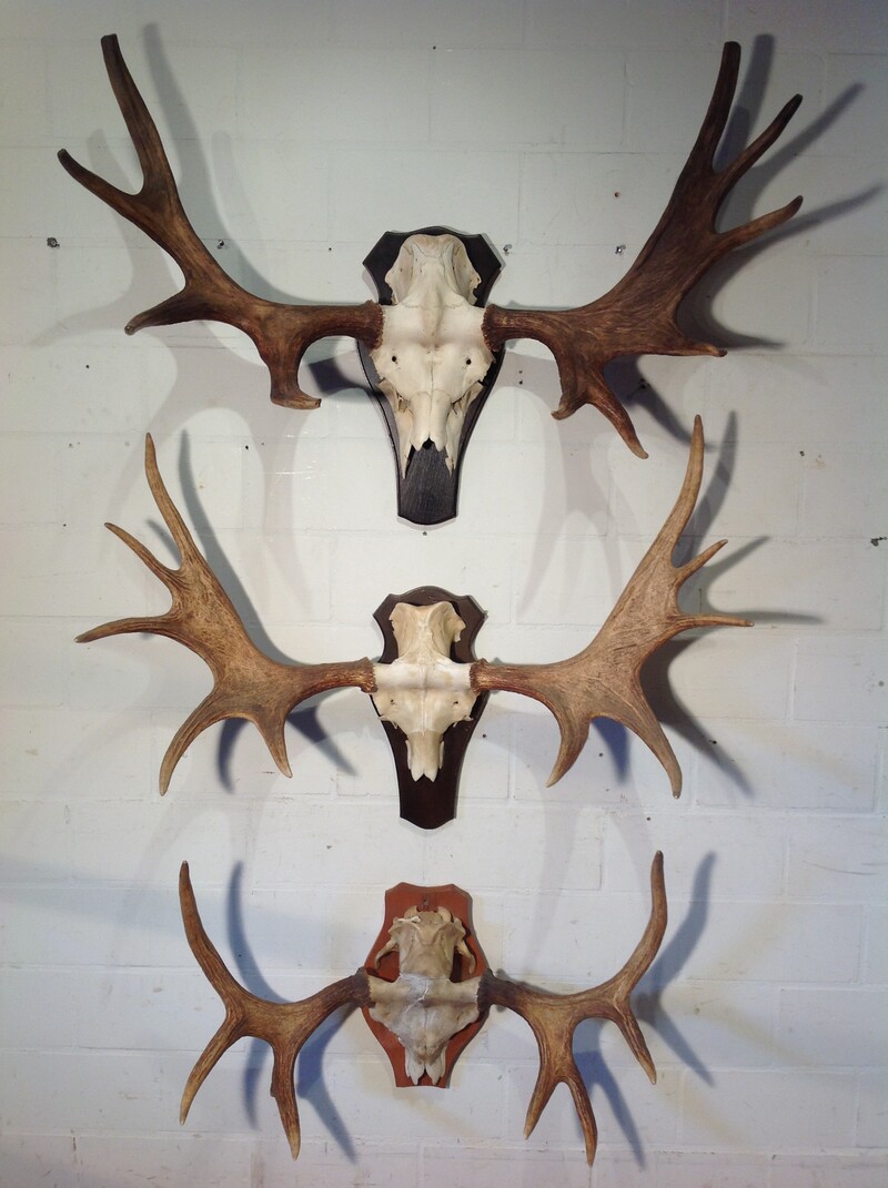 Eland gewei