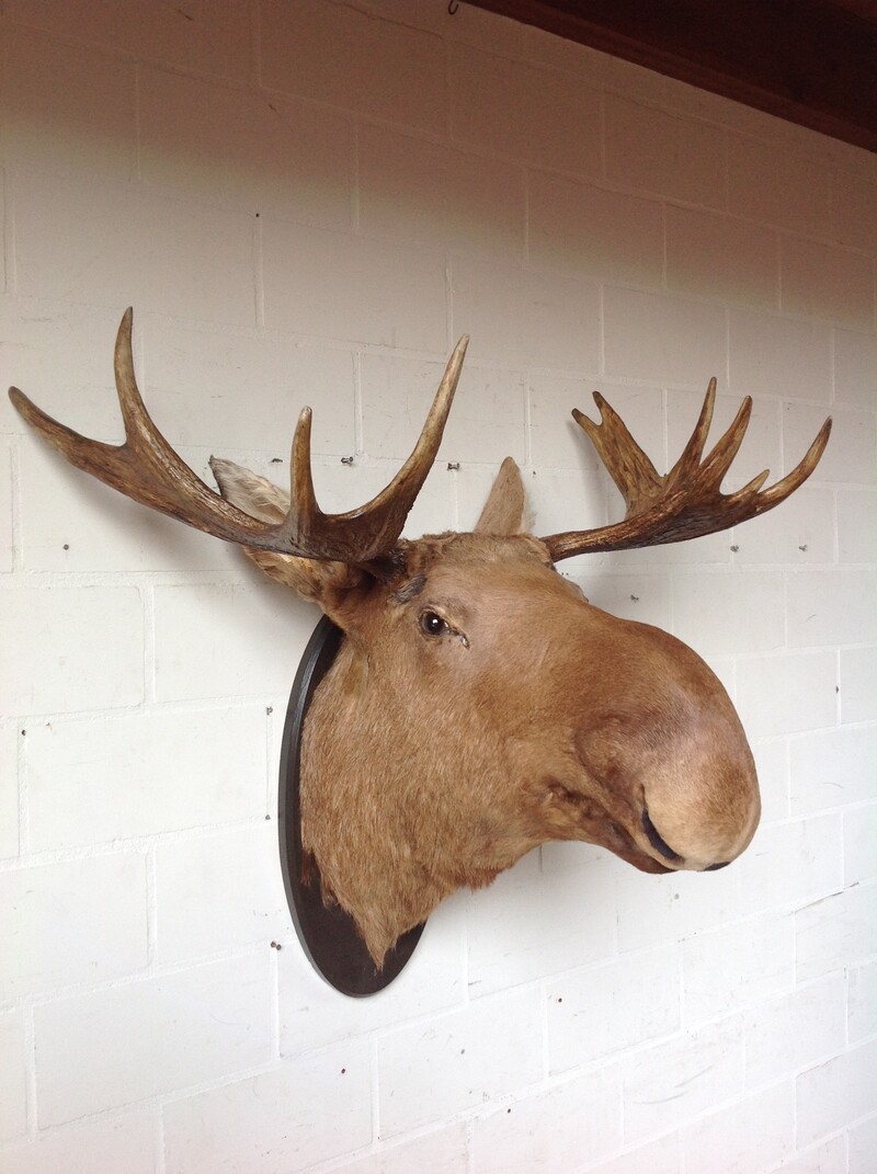 Eland